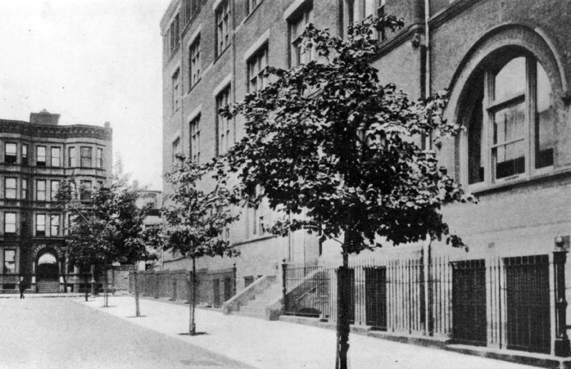 در سال ۱۹۱۹، تعداد ۱٬۳۷۶ عدد درخت افرا نروژی جدید در طول خیابان‌های بروکلین کاشته شد. اداره پارک‌های منطقه بروکلین، شهر نیویورک